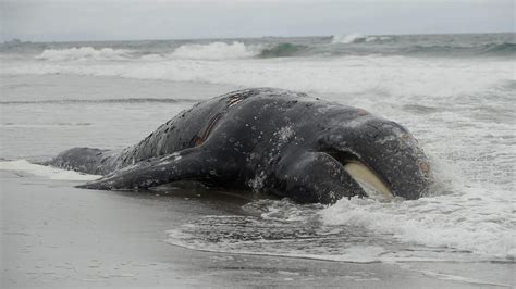 whale dead on beach